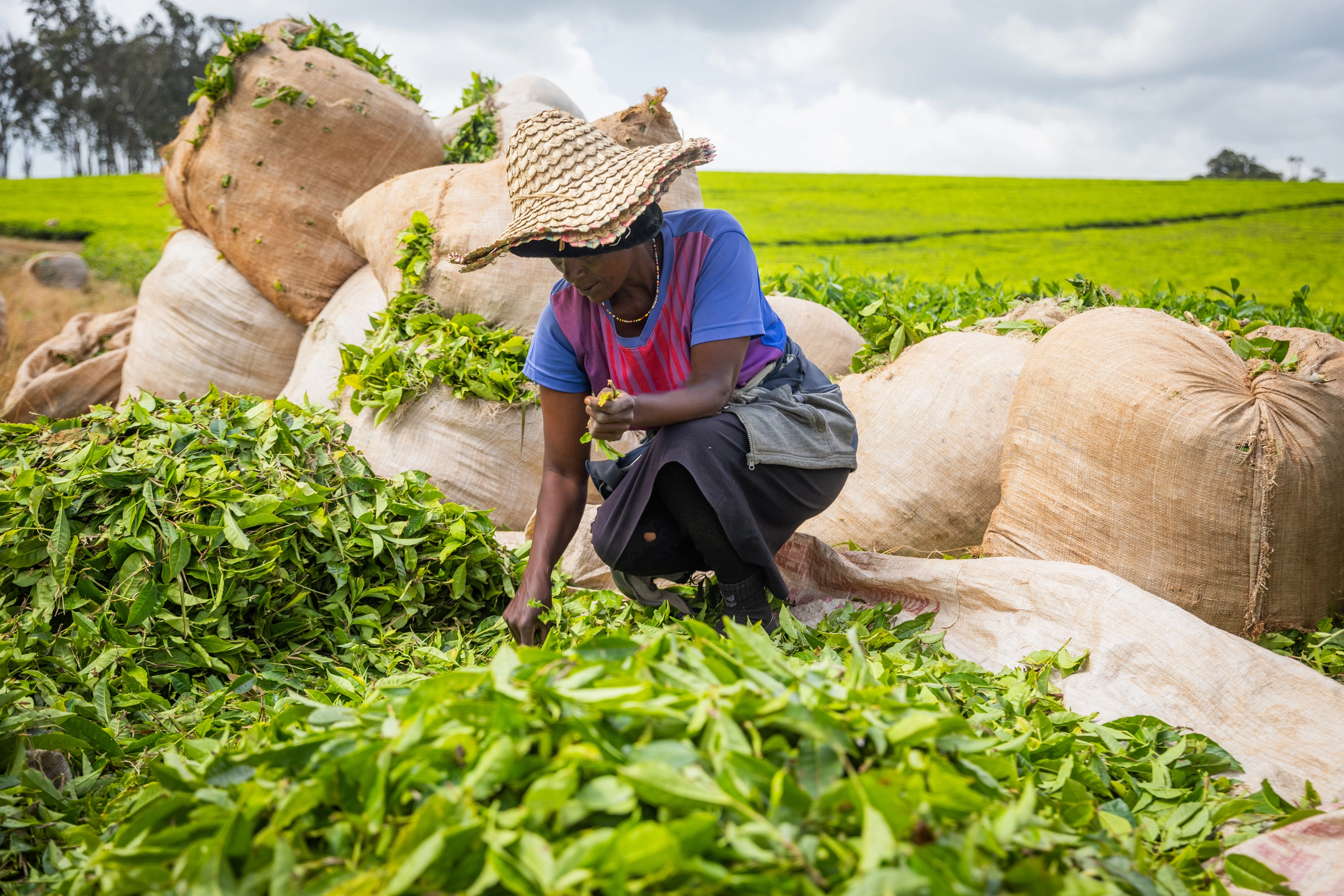World’s first higher education institution dedicated to tea opens in ...