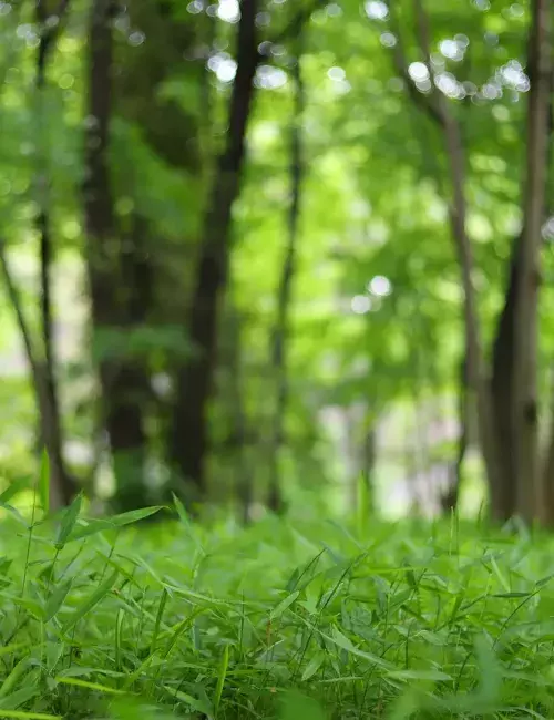 Close-up of grass with trees in background