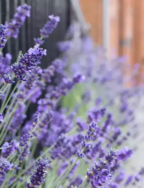 Lavender flowers in Oxford