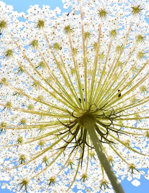 White cow parsley flower in sunshine