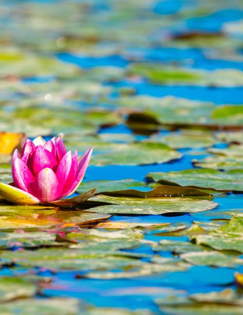 Lotus pond. Water lily close up.