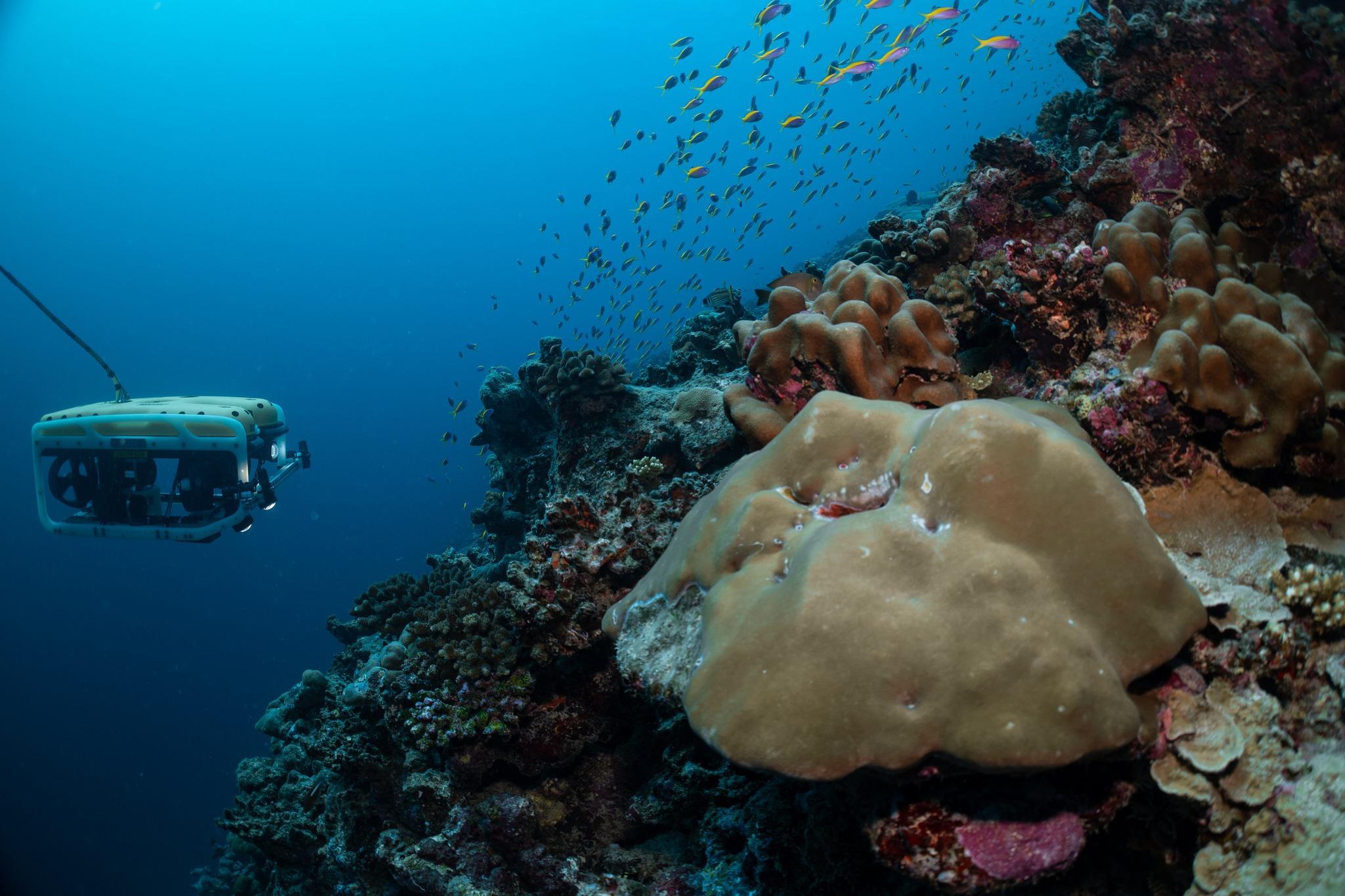 an underwater devise analysing a new marine species