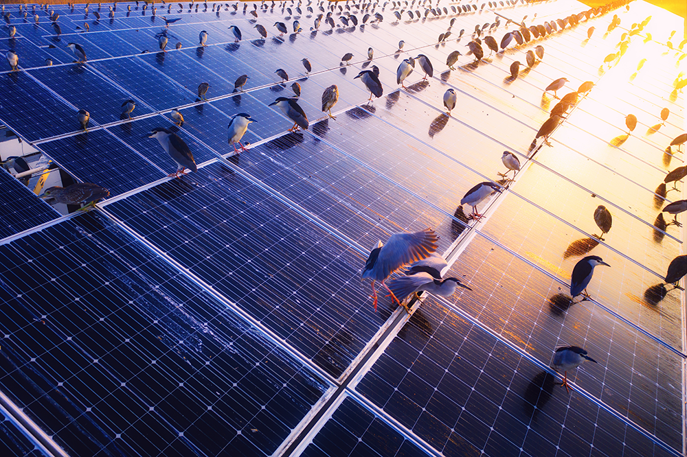 A large group of night herons perch upon the solar power panels at dusk