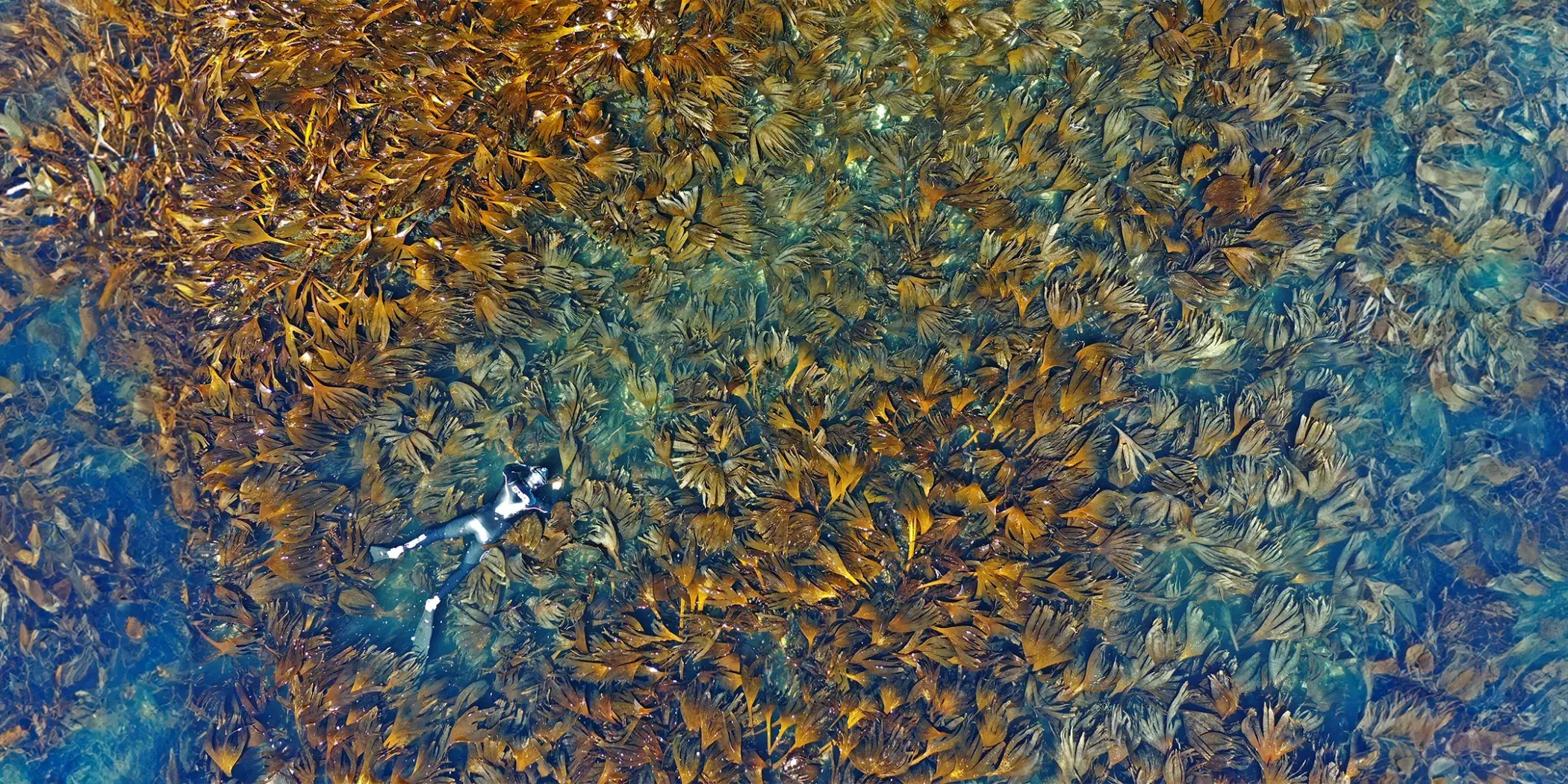 AN AERIAL VIEW OF A DIVER WEARING A WET SUIT SWIMMING THROUGH KELP GROWING IN WATER.