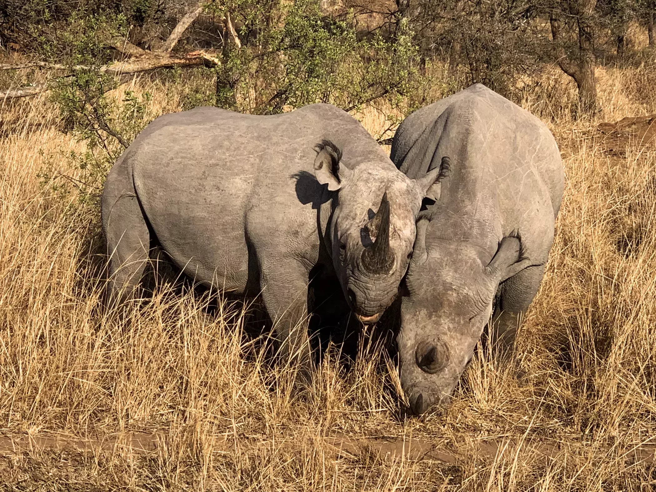 Two white rhinos in the savannah 