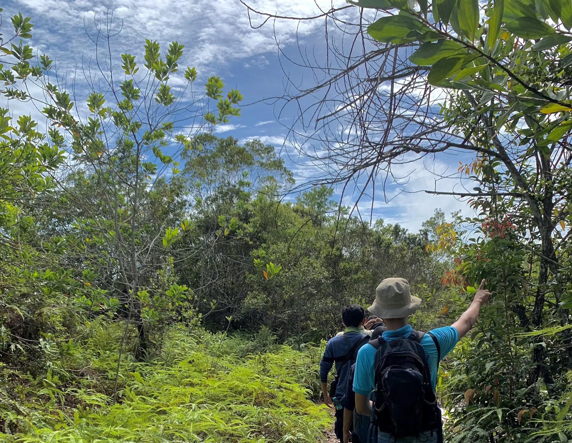 people walk through forest 