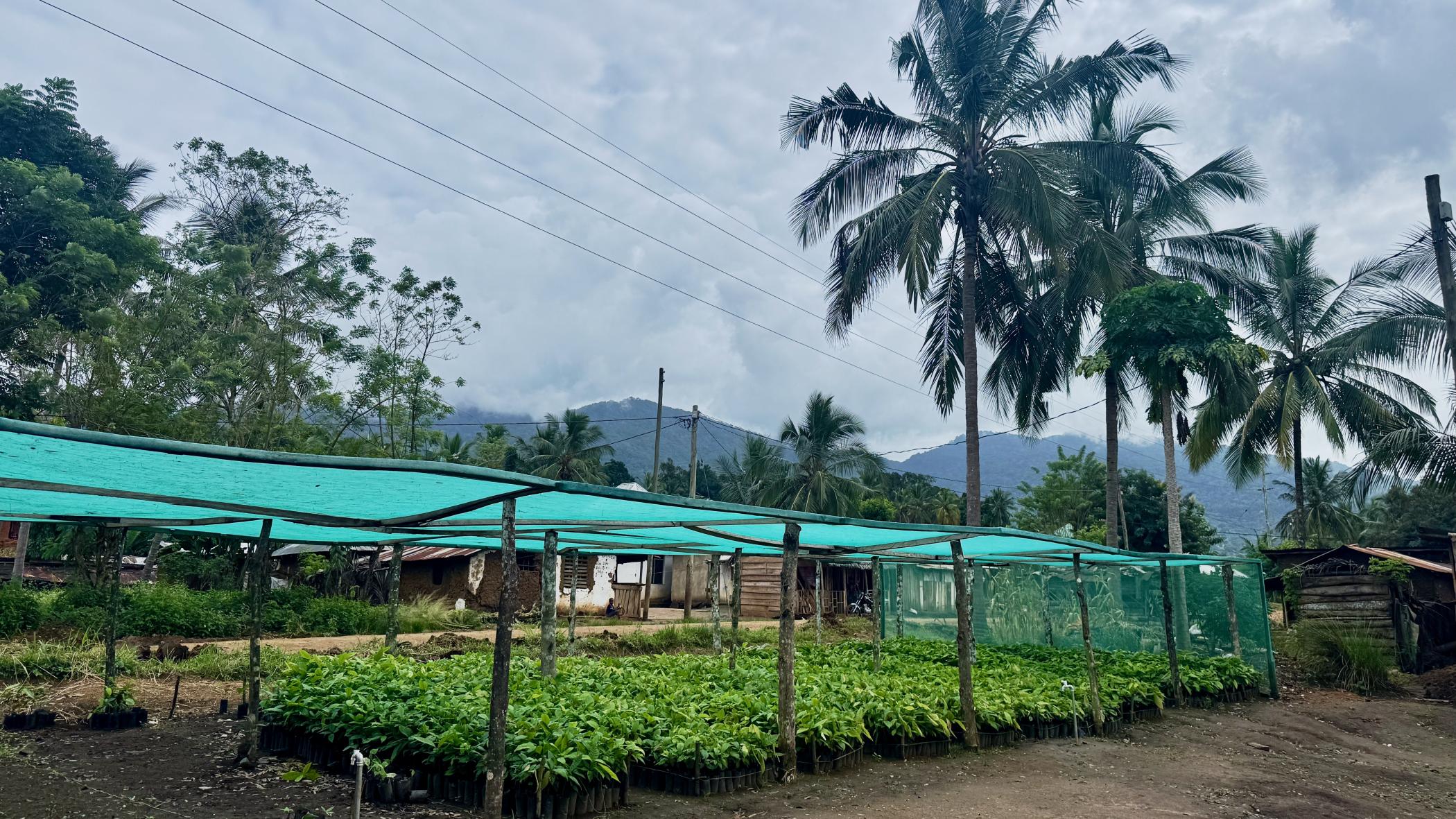 UWAMAKIZI headquarters in Shembekeza Village, where seedlings are distributed to member farmers for restoration activities across the Zigi catchment. Source: Antrusha Leow(2026).